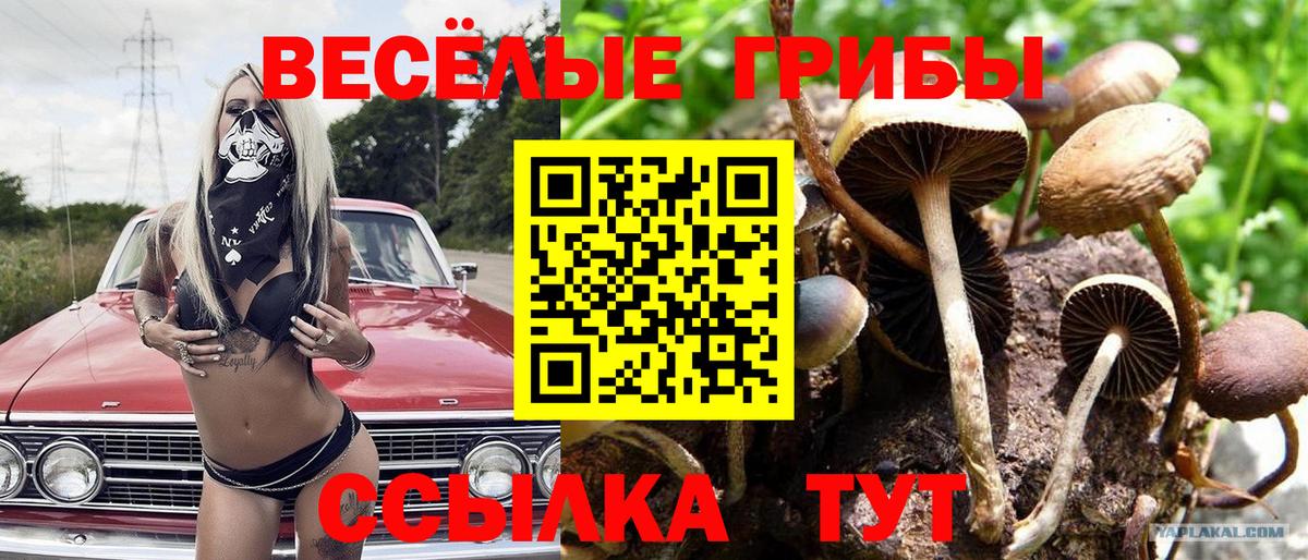 Североуральск  купить закладку  Вход с VPN  Псилоцибиновые грибы Psilocybine cubensis 