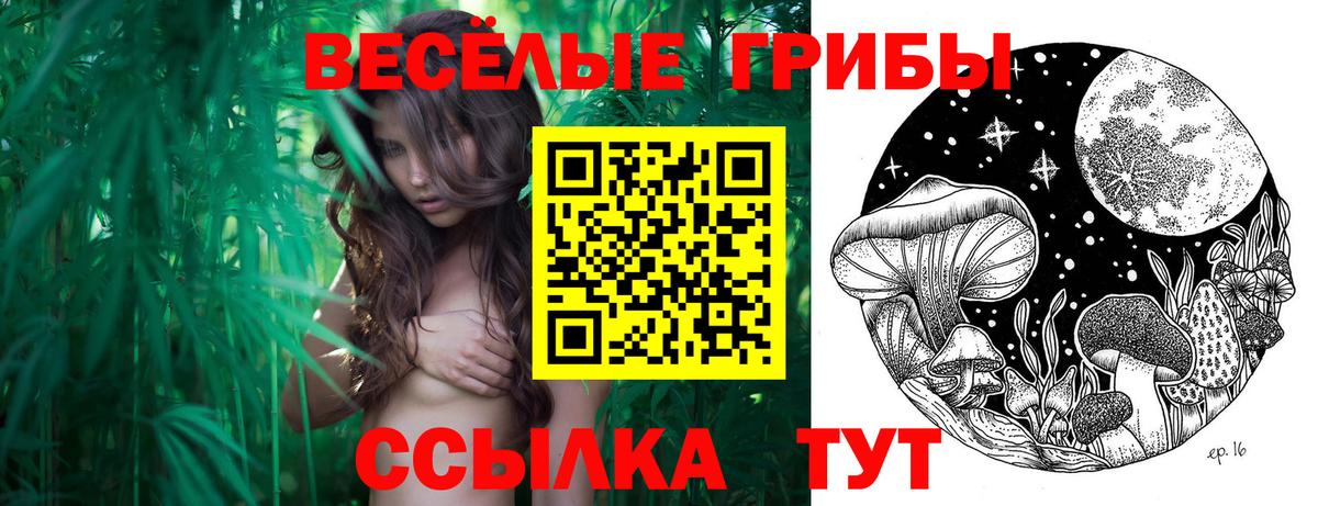 Псилоцибиновые грибы Psilocybine cubensis Североуральск